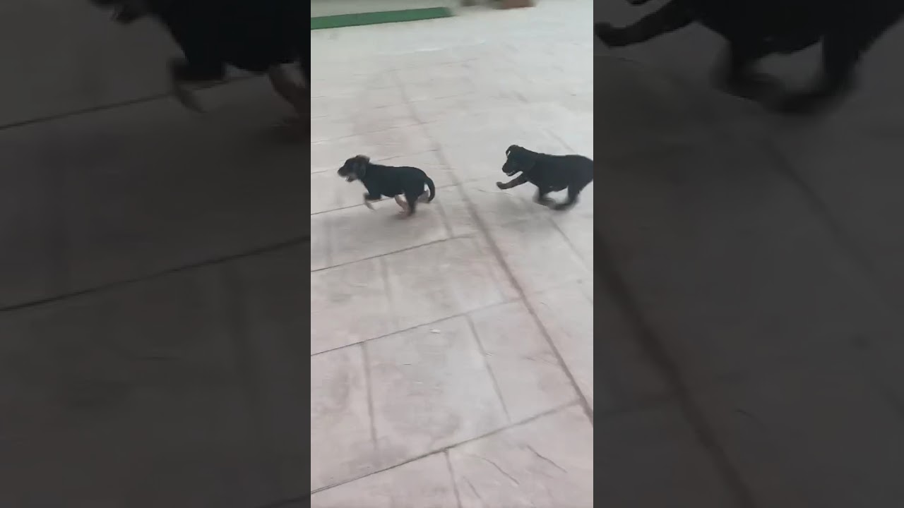 Youtube Vorschau - Video ID 9pp8H9m0IlI