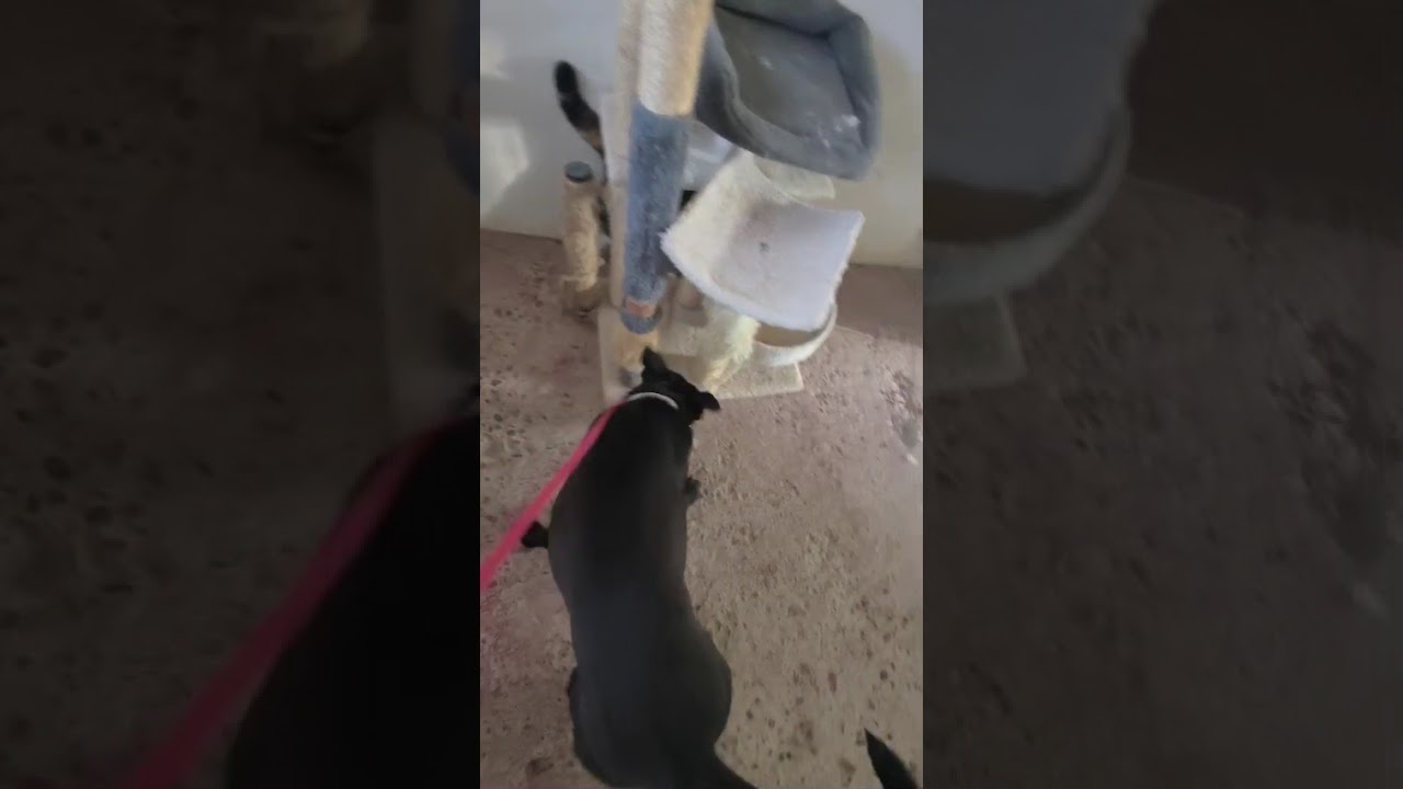 Youtube Vorschau - Video ID 9w6Qlu9s6gQ