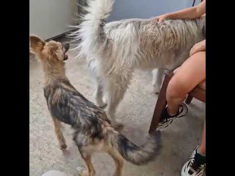 Youtube Vorschau - Video ID 9yG2hTOq-8A