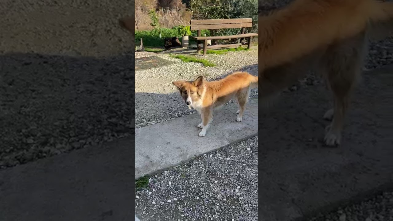 Youtube Vorschau - Video ID ACFqc7U11A8