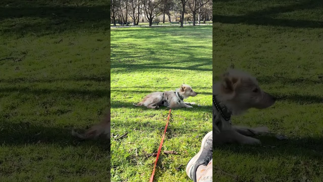 Youtube Vorschau - Video ID AI47gldieG0