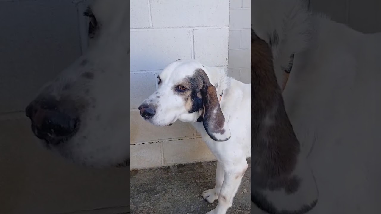 Youtube Vorschau - Video ID AL4ceJWZsgI