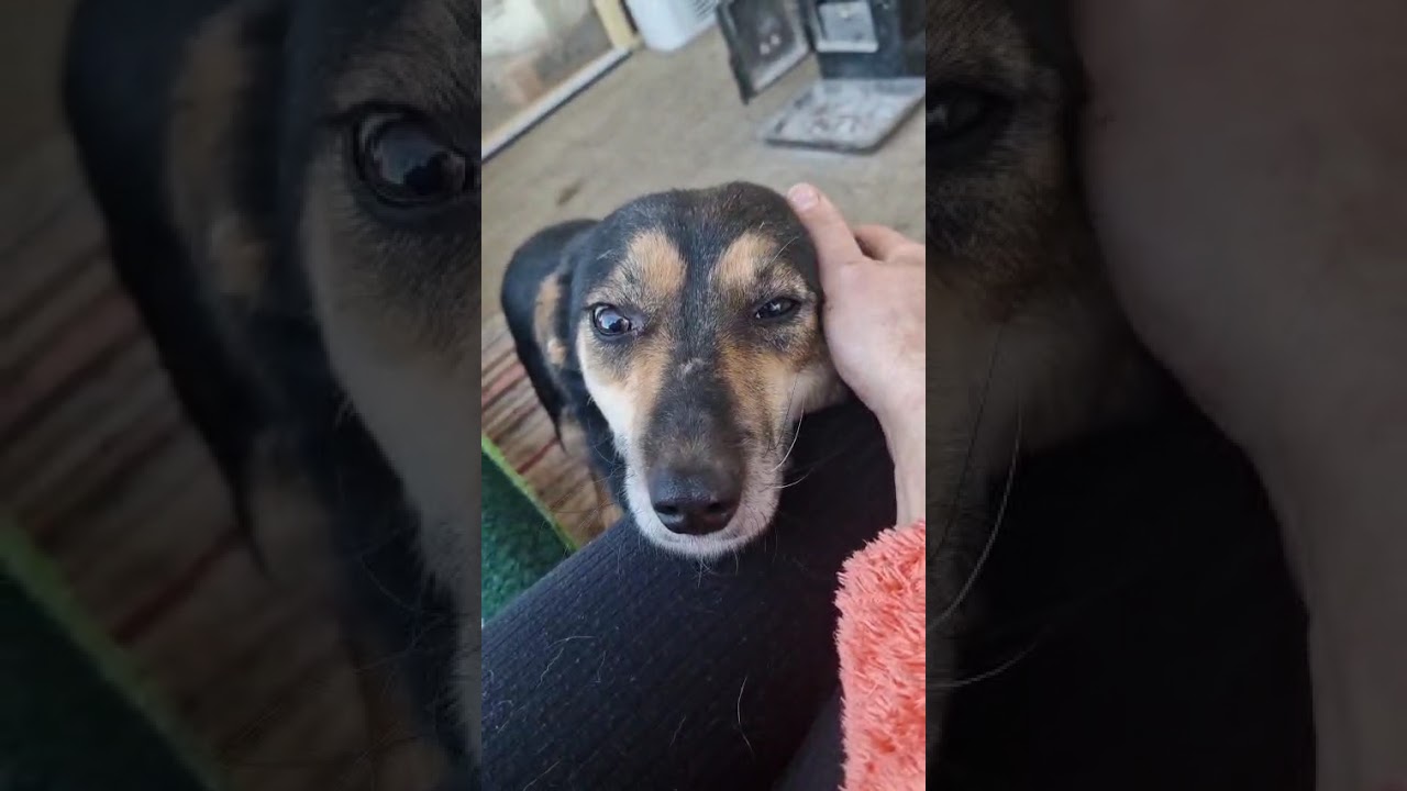 Youtube Vorschau - Video ID ANA_QBdBlmI