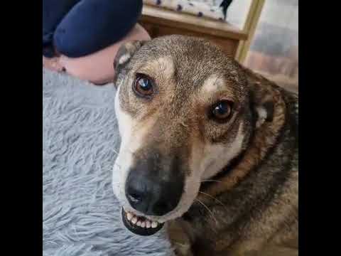 Youtube Vorschau - Video ID Abd4GoFbCUk