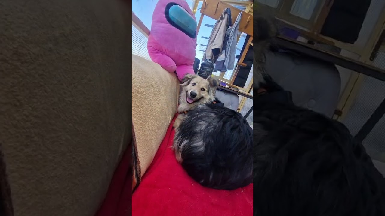 Youtube Vorschau - Video ID AjMoKqwlZz8