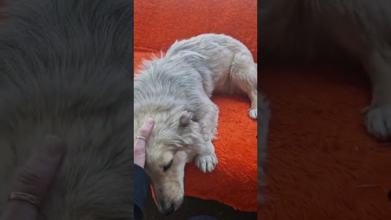 Youtube Vorschau - Video ID AnAAyHwwDCs