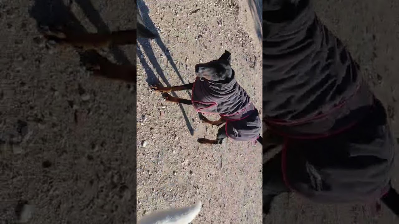 Youtube Vorschau - Video ID AnZUin6gN_w