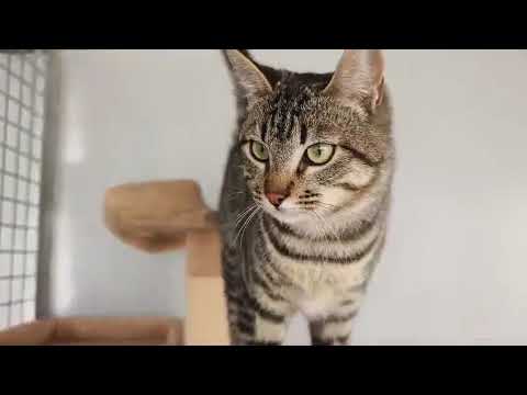 Youtube Vorschau - Video ID AuSy4LanR4c