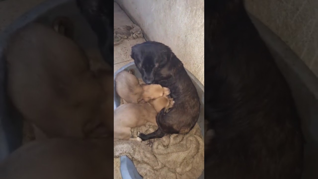 Youtube Vorschau - Video ID B85ifs3xl4E