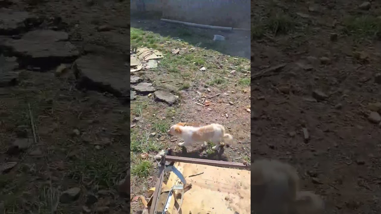 Youtube Vorschau - Video ID BBQUUvSZBB0