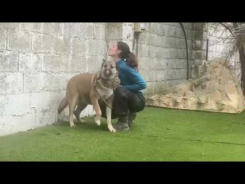 Youtube Vorschau - Video ID BSDgk4EubUY