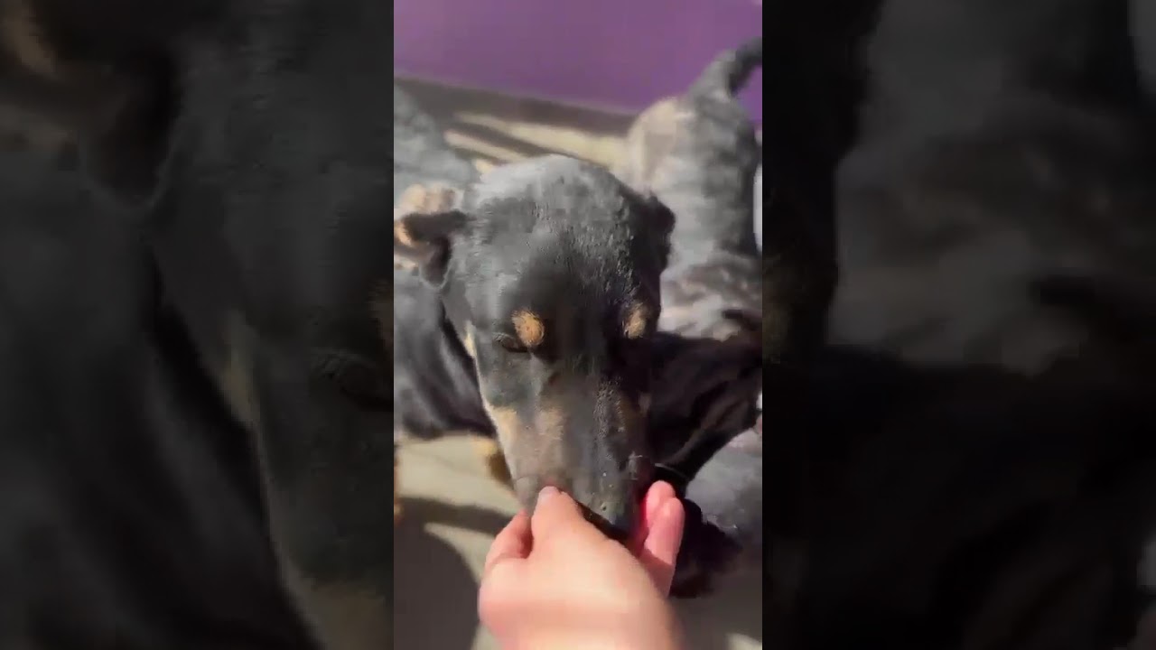 Youtube Vorschau - Video ID BfGuXWI2DIw