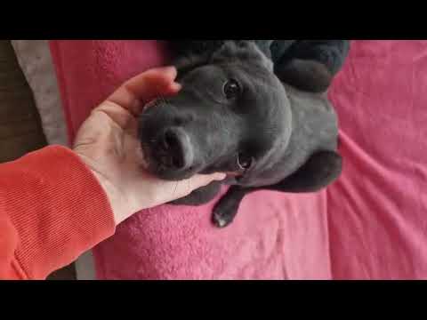 Youtube Vorschau - Video ID Bpy2ygwBvm4