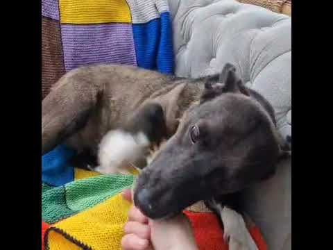 Youtube Vorschau - Video ID BvJ08Sts_3g