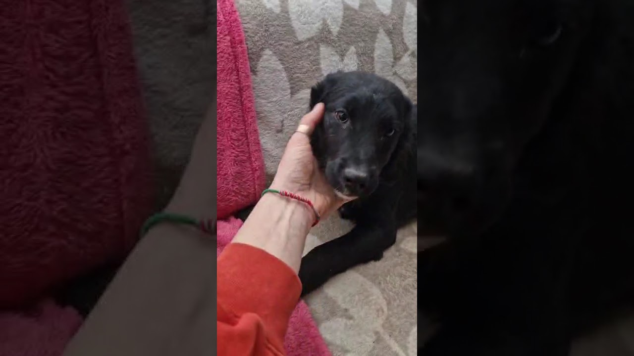 Youtube Vorschau - Video ID CYWWf66sf-4