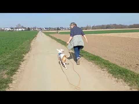 Youtube Vorschau - Video ID CjJRzB2qjI8