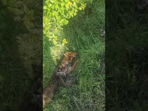 Youtube Vorschau - Video ID D-jLrlWt39s