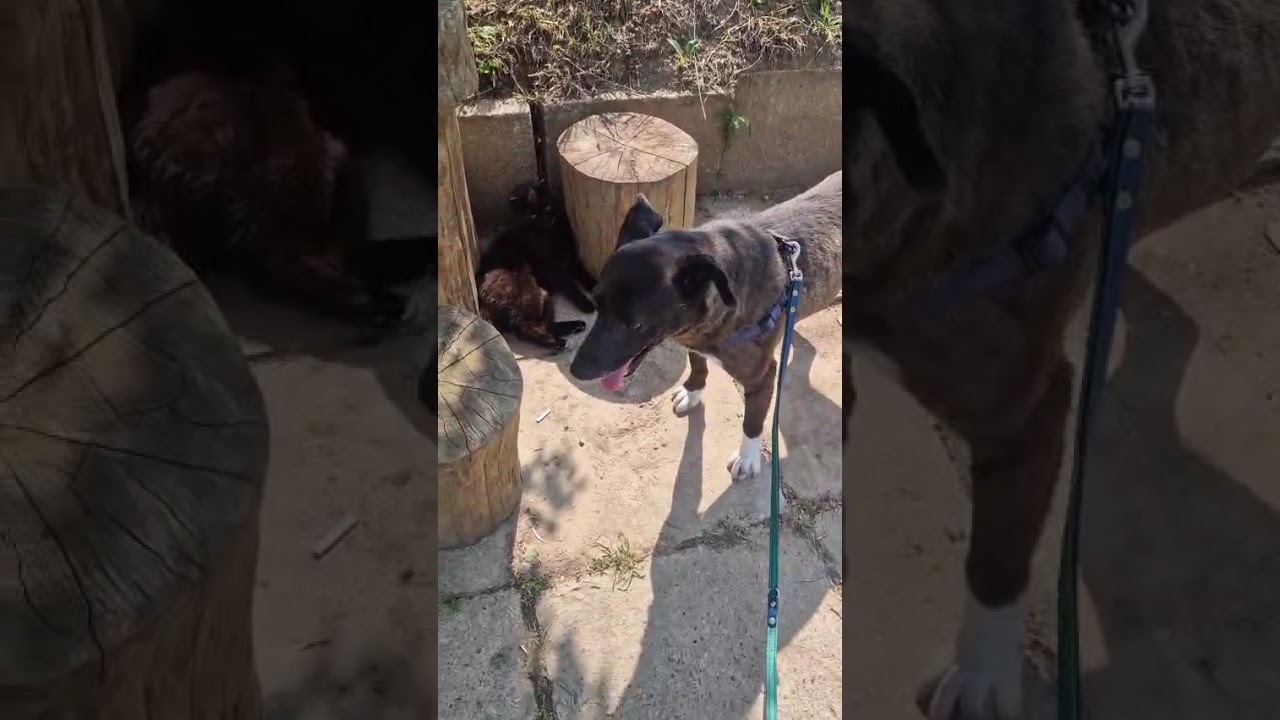 Youtube Vorschau - Video ID DCLkYR1tdcs