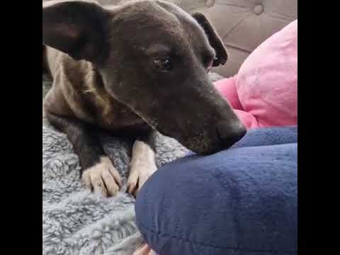 Youtube Vorschau - Video ID DFRBrzpoGO0