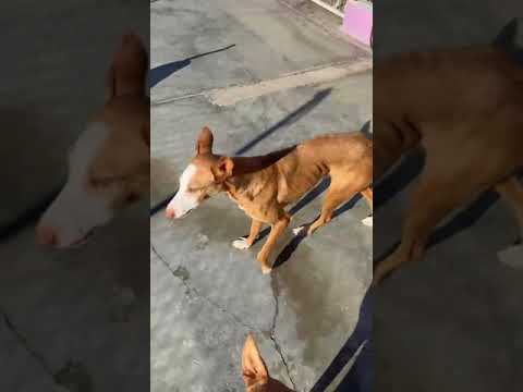 Youtube Vorschau - Video ID DJ6P6can-m0