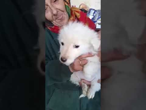 Youtube Vorschau - Video ID DOyZoIWT0_U