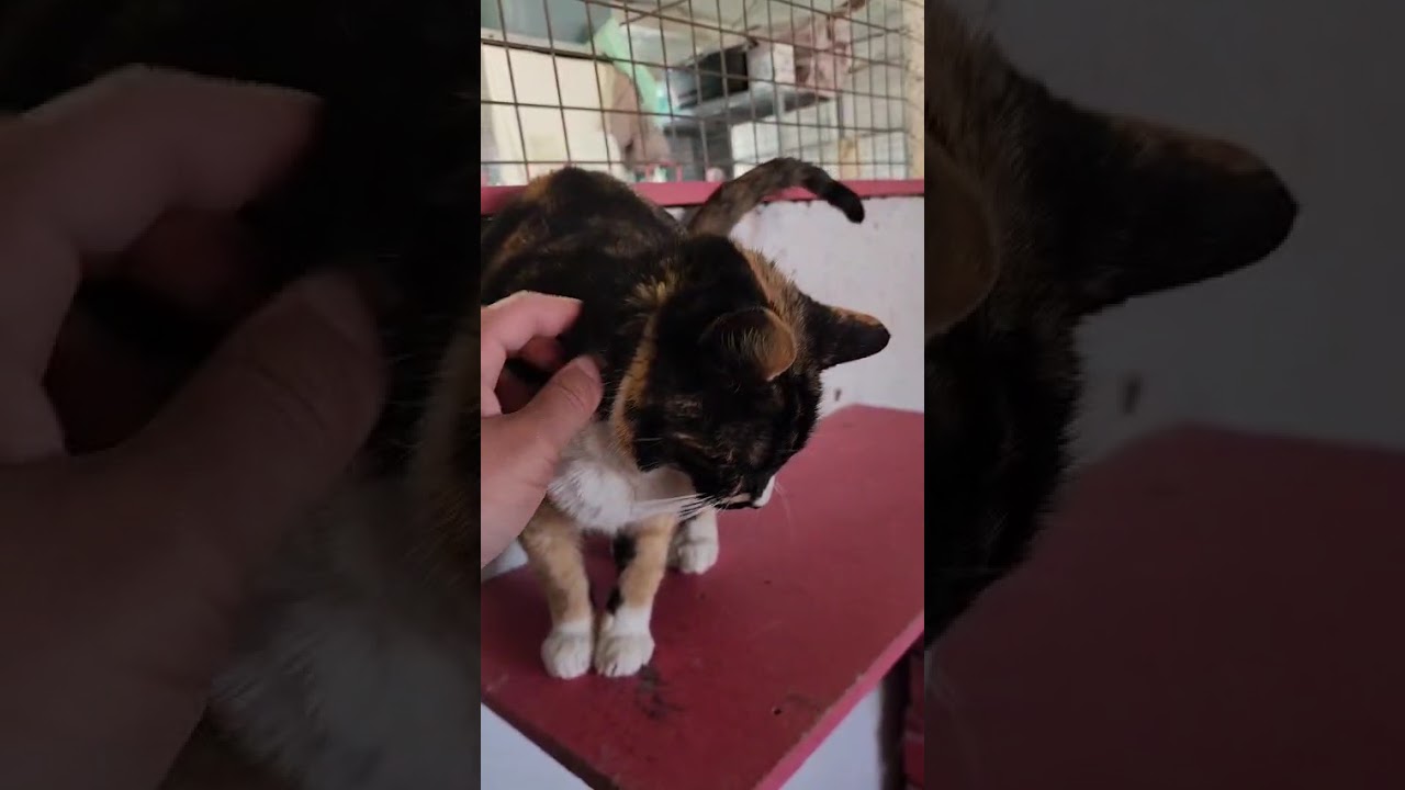 Youtube Vorschau - Video ID DZnRJIh_pd0