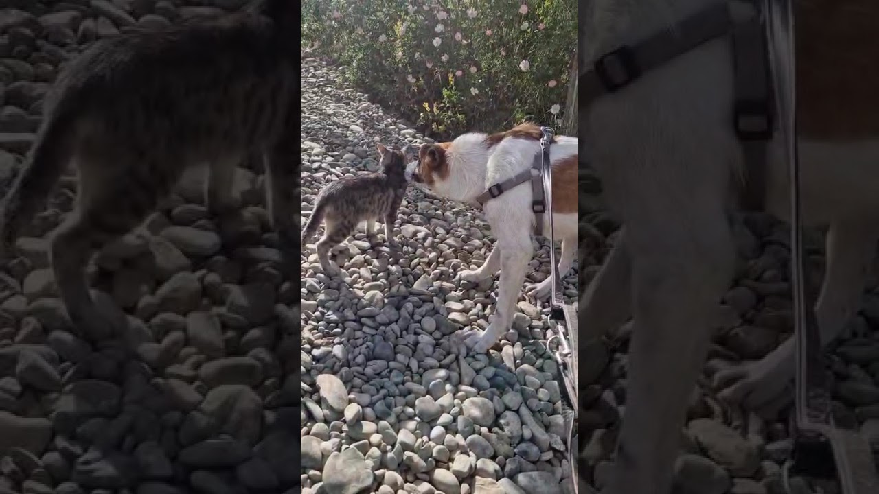 Youtube Vorschau - Video ID D_CR5I0wupM