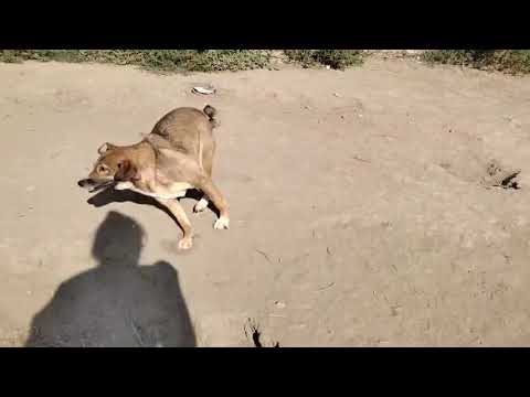 Youtube Vorschau - Video ID DeqIQ8AvhRU