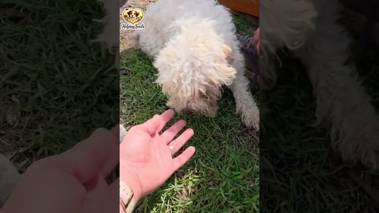 Youtube Vorschau - Video ID Dk87PcfGkMc