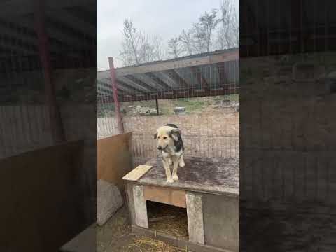 Youtube Vorschau - Video ID DnkWYECA8pU