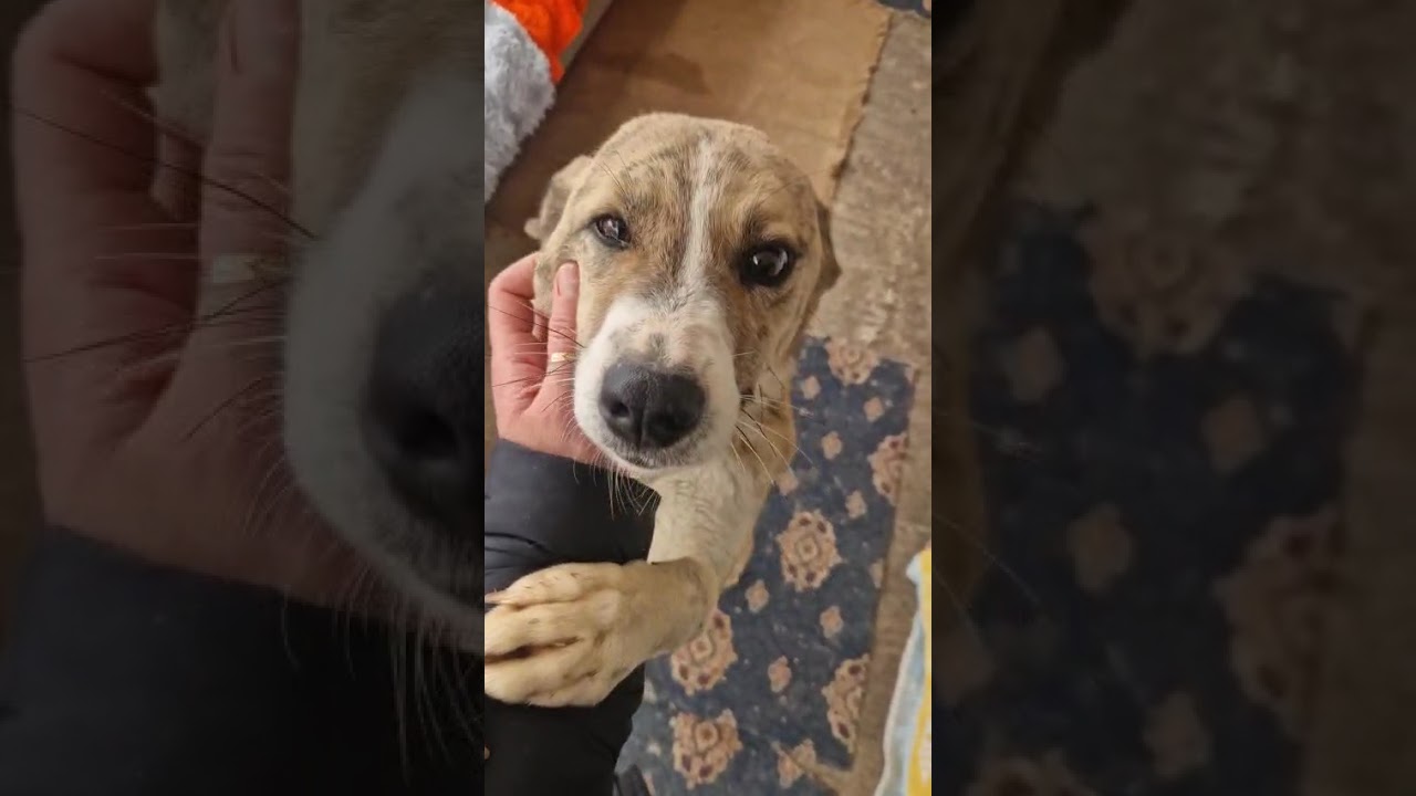 Youtube Vorschau - Video ID DpFZiLa-QIk