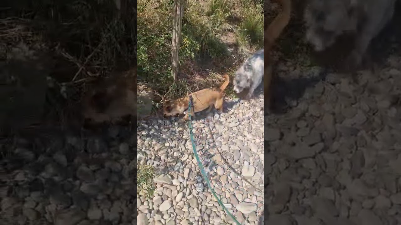 Youtube Vorschau - Video ID DuZqJvm1SWI