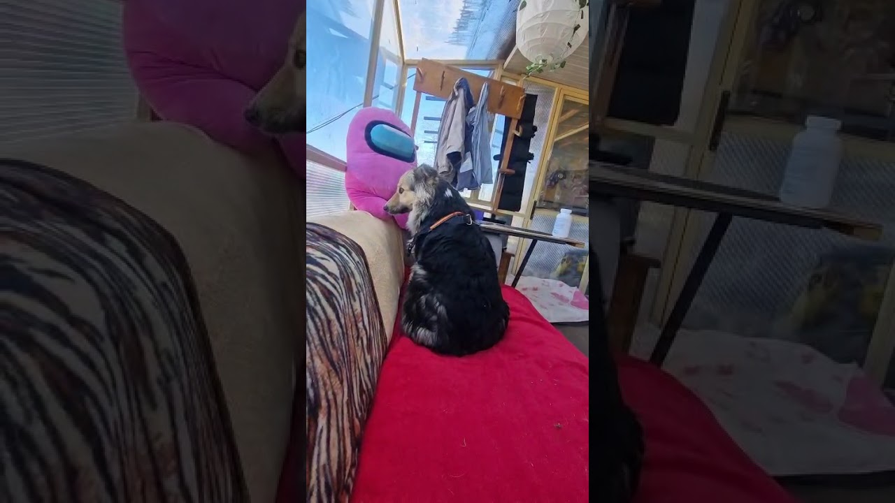 Youtube Vorschau - Video ID DxzCEJGjdgY