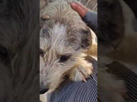 Youtube Vorschau - Video ID DygSngEQkg8