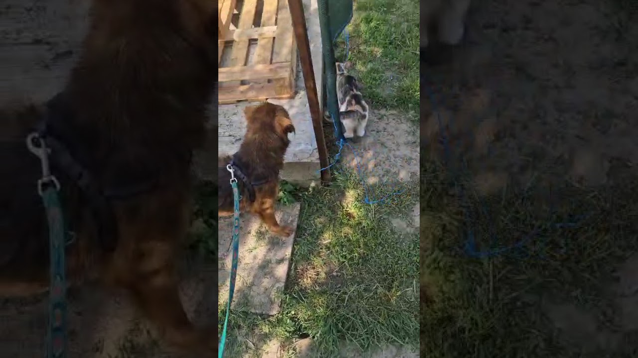 Youtube Vorschau - Video ID E5QAVycehGA