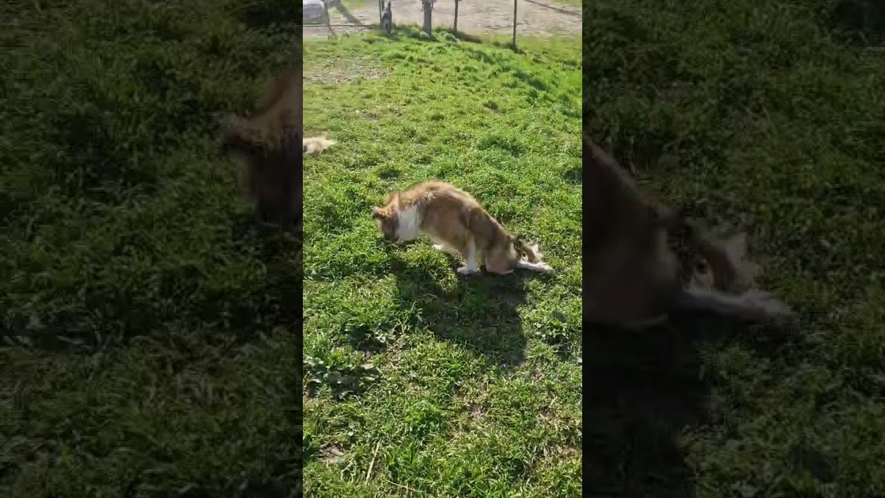 Youtube Vorschau - Video ID EIKlL_KsWu0