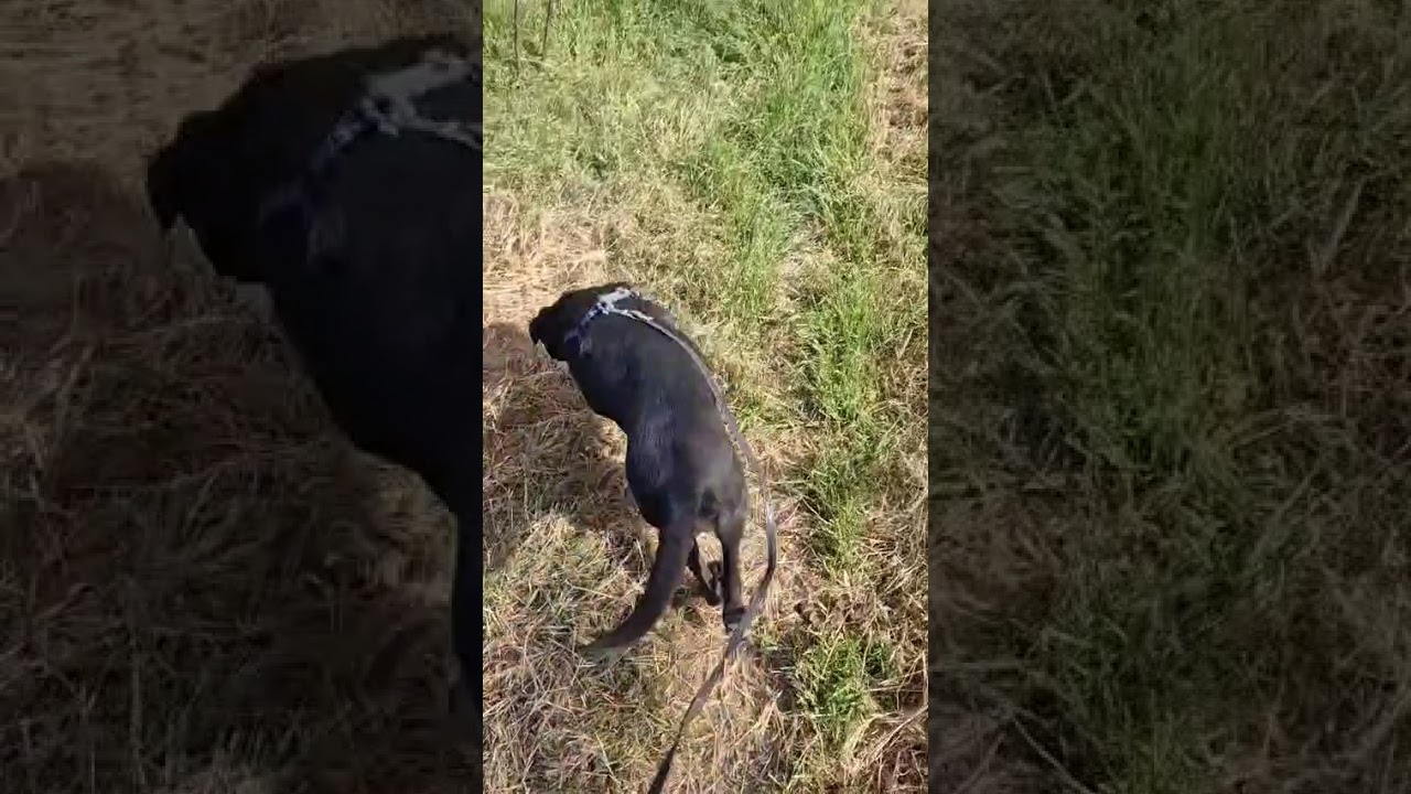 Youtube Vorschau - Video ID ETOKARTe7H4