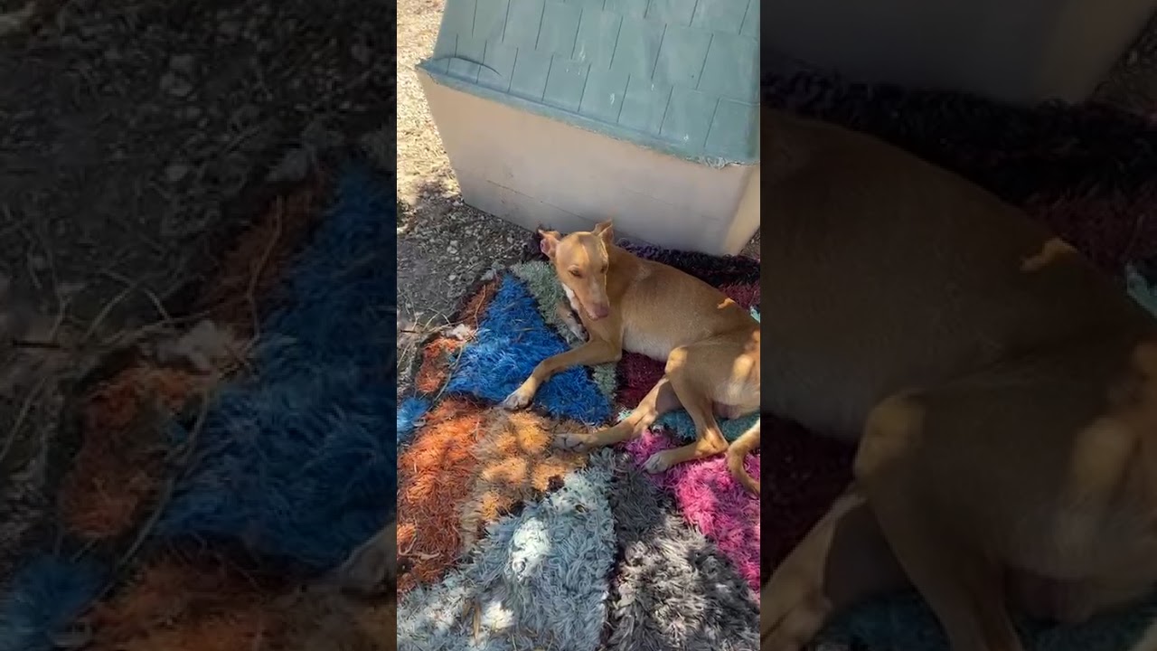 Youtube Vorschau - Video ID EnDYQDdWd4o