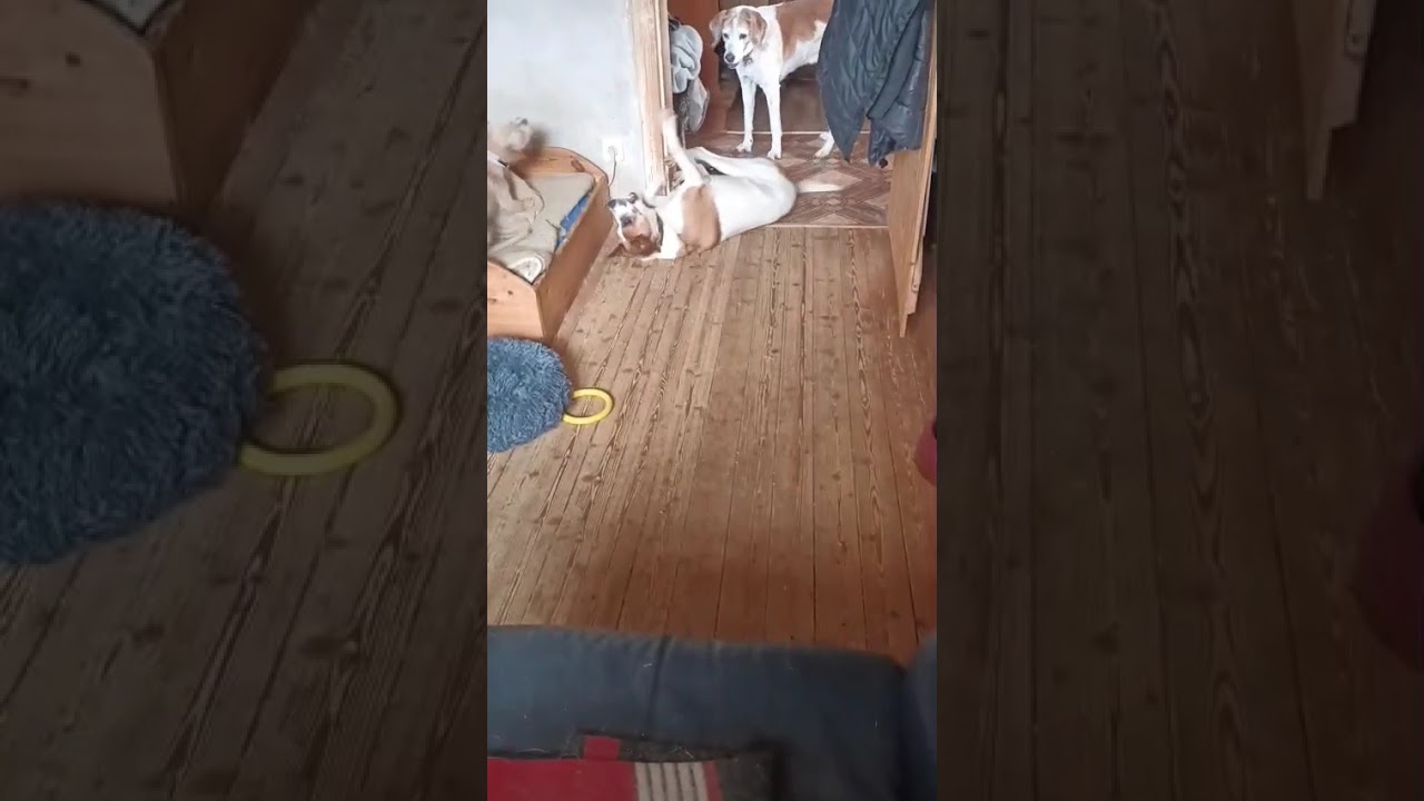 Youtube Vorschau - Video ID EnSniu6hUXc