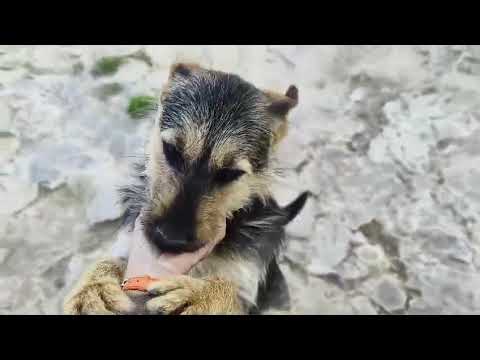 Youtube Vorschau - Video ID F9qH4mA7QOQ