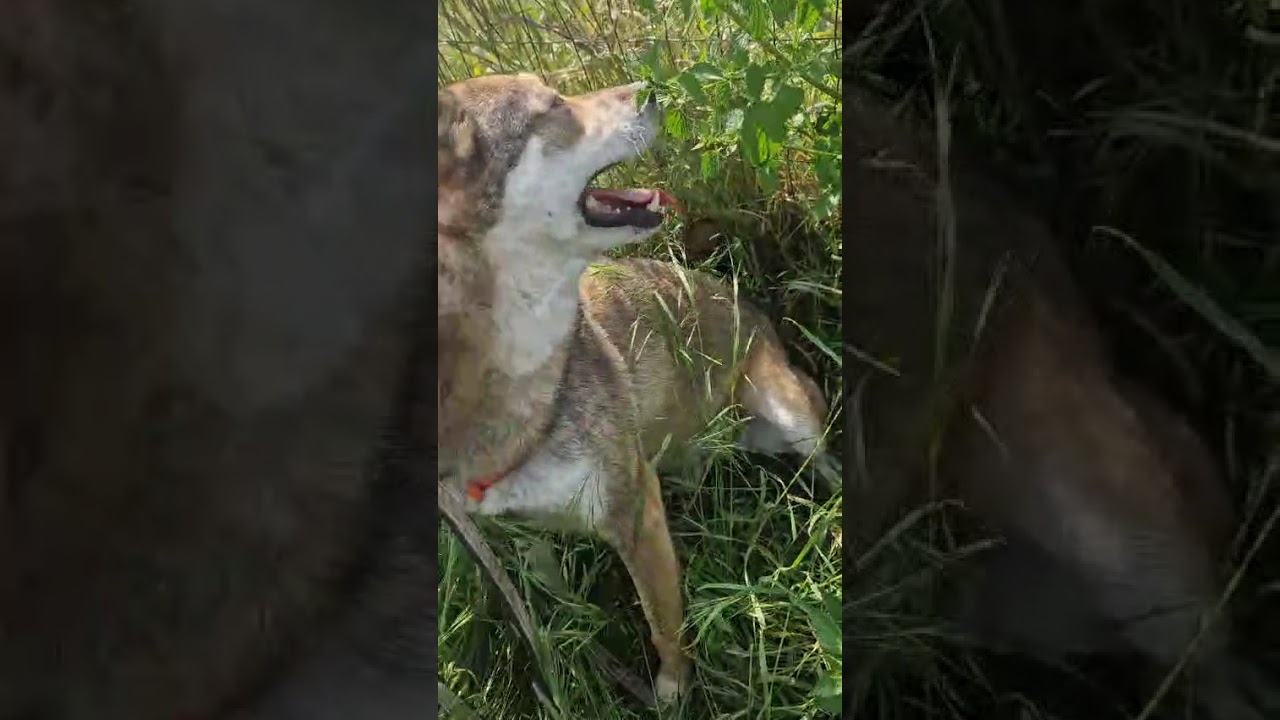 Youtube Vorschau - Video ID FJvIHrUJ4ds