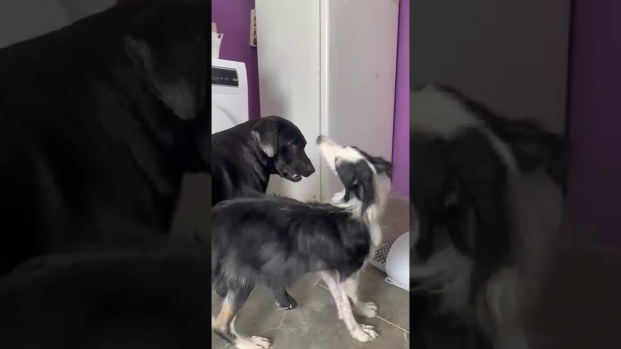 Youtube Vorschau - Video ID FKITMzodxKs