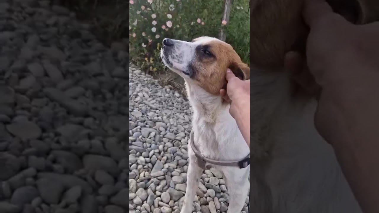 Youtube Vorschau - Video ID FReyhjbBPD8