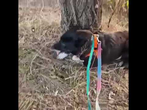 Youtube Vorschau - Video ID FmXL0SRXZbE