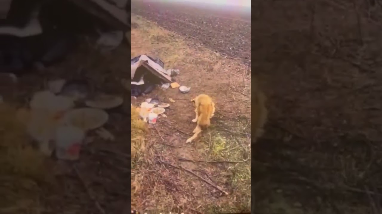 Youtube Vorschau - Video ID FzBMkDbIn3I