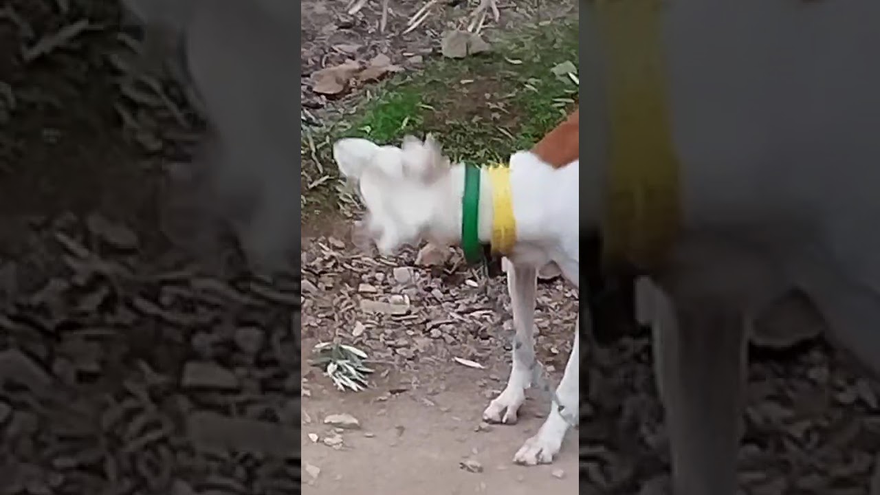 Youtube Vorschau - Video ID G5g73UtQmQs