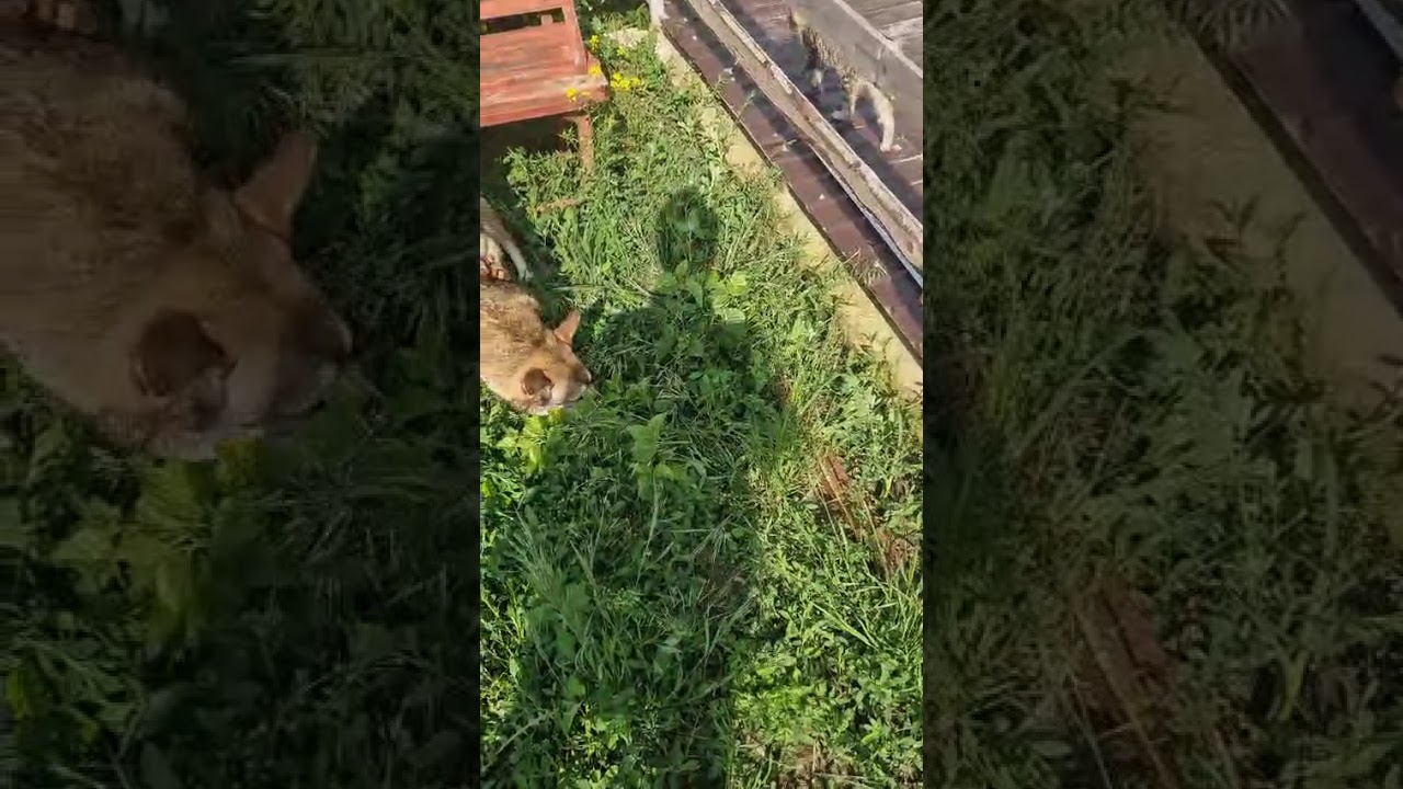 Youtube Vorschau - Video ID GBipuem_aOU