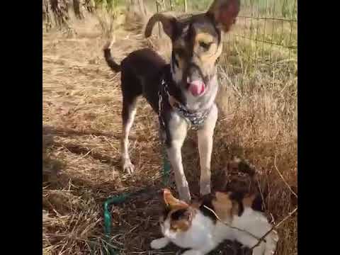 Youtube Vorschau - Video ID GXCRjiq9VcA