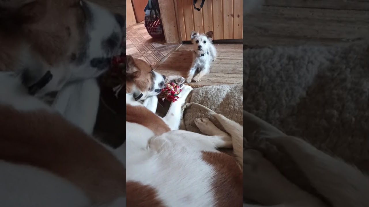 Youtube Vorschau - Video ID GZVNSKiWaYY