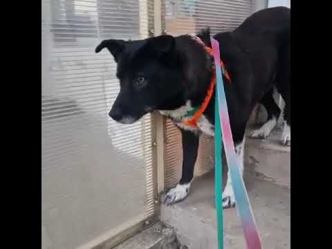 Youtube Vorschau - Video ID GakLThA5woU